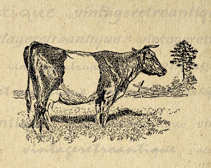 Printable Image Dutch Belted Cow Graphic Animal Download Illustration Digital Antique Clip Art Jpg Png Eps HQ 300dpi No.3550