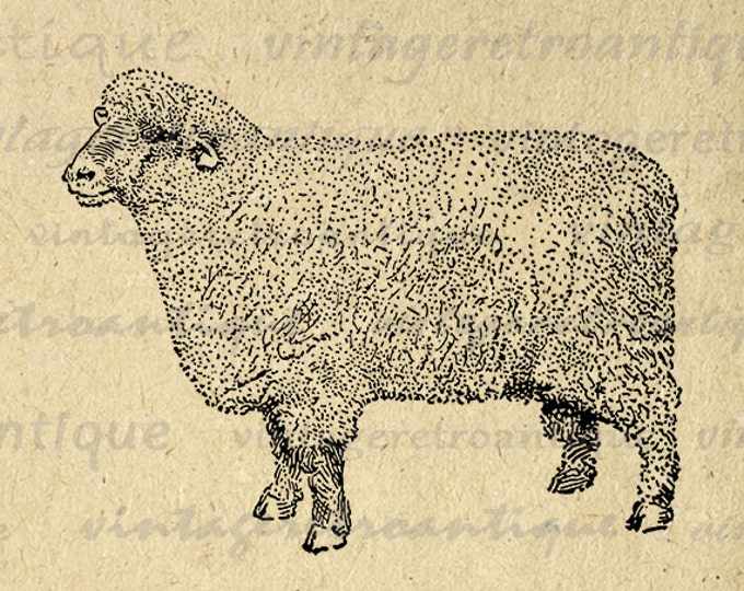 Oxford Down Ram Sheep Image Digital Download Graphic Printable Vintage Clip Art Jpg Png Eps HQ 300dpi No.3305