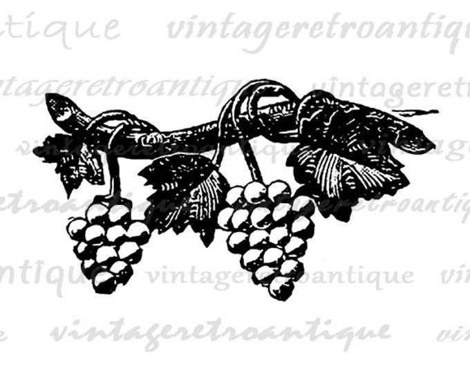 Grapes Image Digital Printable Wine Download Graphic Illustration Antique Clip Art Jpg Png Eps HQ 300dpi No.1430