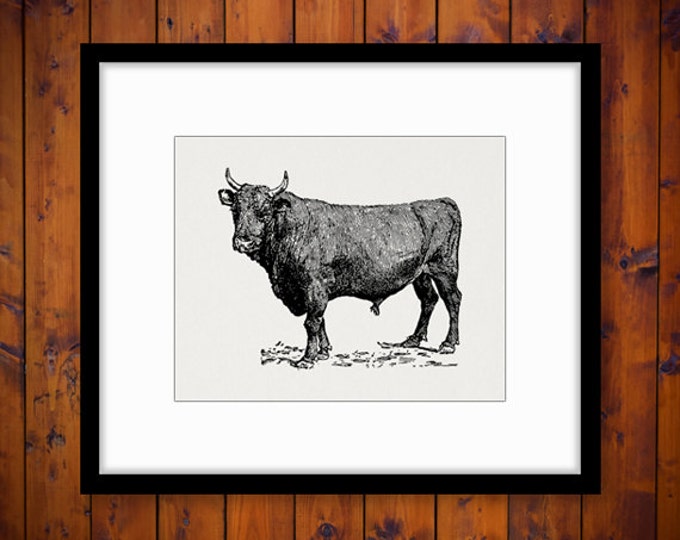 Printable Graphic French Canadian Bull Download Cow Digital Illustration Image Vintage Clip Art Jpg Png Eps HQ 300dpi No.3139