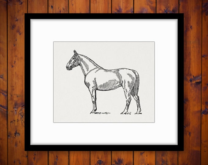 Digital Printable White Horse Image French Coach Mare Download Graphic Vintage Clip Art Jpg Png Eps HQ 300dpi No.3484