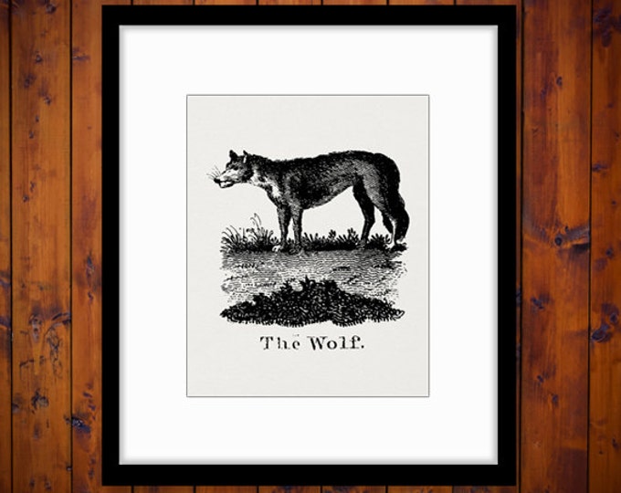 Antique Wolf Illustration Digital Graphic Download Animal Printable Image Vintage Clip Art Jpg Png Eps HQ 300dpi No.900