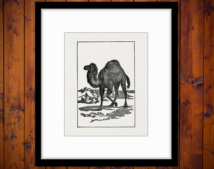 Antique Camel Graphic Printable Download Digital Camel Illustration Image Vintage Clip Art Jpg Png Eps HQ 300dpi No.2565