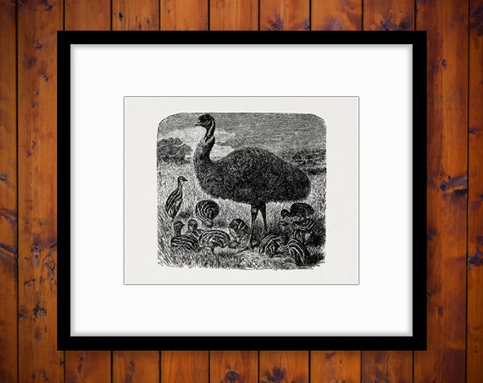 Printable Digital Emu Bird Image Graphic Emu Illustration Download Vintage Clip Art Jpg Png Eps HQ 300dpi No.2660