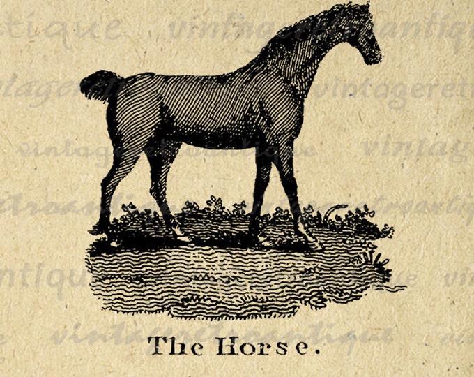 Printable Graphic Horse Antique Illustration Image Digital Download Vintage Clip Art for Transfers Printing etc HQ 300dpi No.853