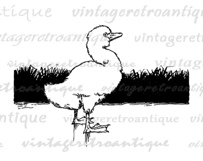 Digital Image Little Duckling Printable Bird Graphic Illustration Download Vintage Clip Art Jpg Png Eps HQ 300dpi No.3854