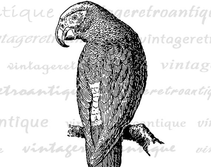 Gray Parrot Image Digital Download Illustration Graphic Printable Antique Clip Art Jpg Png Eps HQ 300dpi No.3127