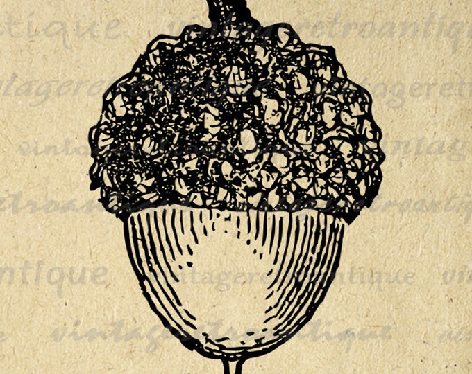 Digital Acorn Graphic Printable Acorn Image Download Artwork Antique Clip Art for Transfers Printing etc HQ 300dpi No.4656