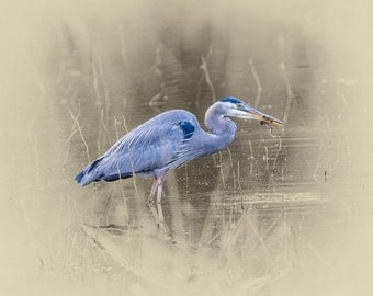 Great Blue Heron with Frog - Limited Edition
