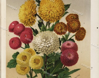 Journal Des Rose original color lithograph Chrysanthemes D' Automne decorative art wall art home decor Rose flower
