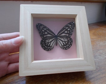 Pretty, Individually framed butterfly