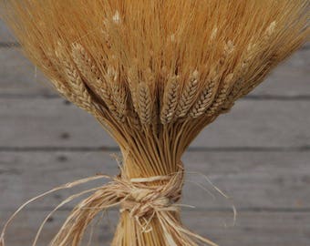 Large Dried Wheat | 1LB Bunch Wheat | Blonde Wheat | Wedding Centerpieces | Rustic Wedding