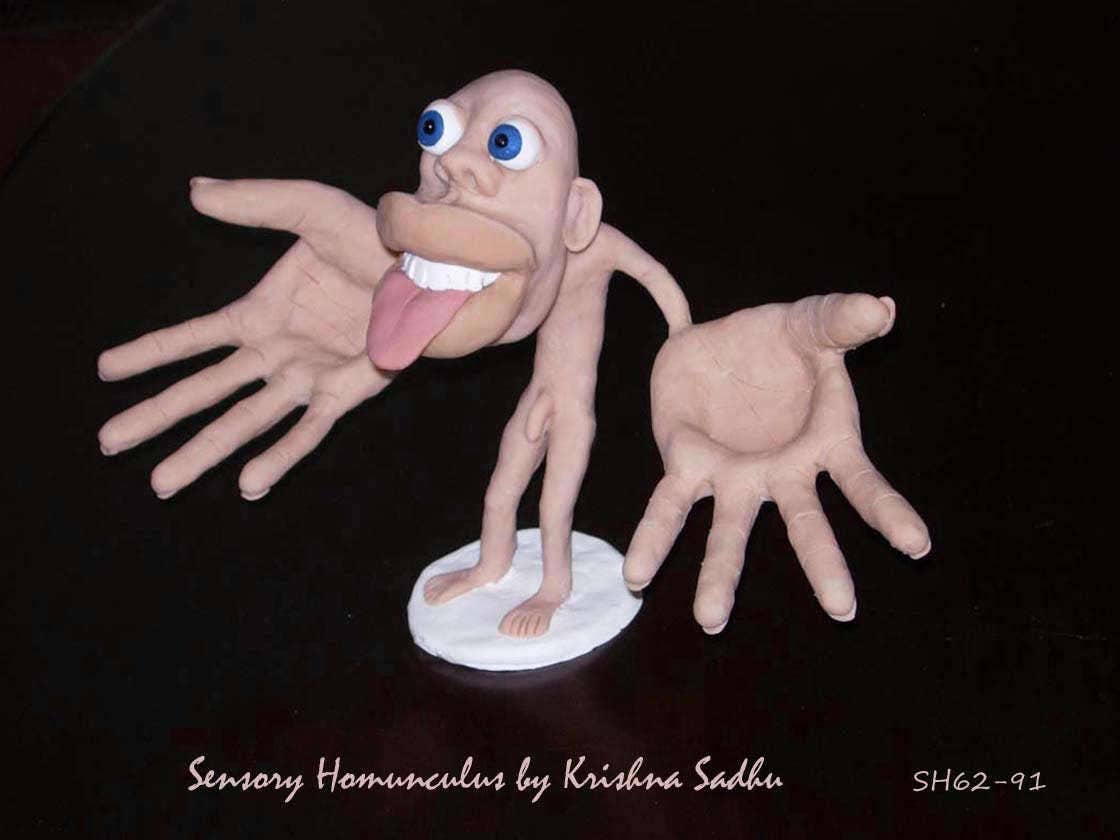 Sensory Homunculus model made to order