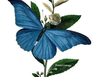 Blue Butterfly Clipart, Butterfly Print, Butterfly Printable Art, Watercolor Clipart, Vintage Art, Printable Image, Instant Download