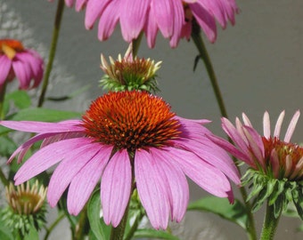Purple Cone Flowers Digital Download