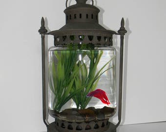 modern betta fish tank