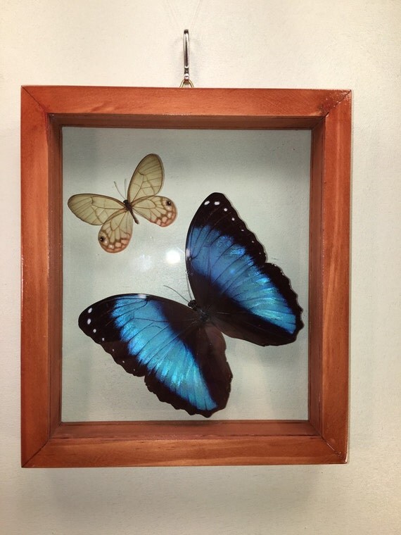 Real Framed Butterfly Collection