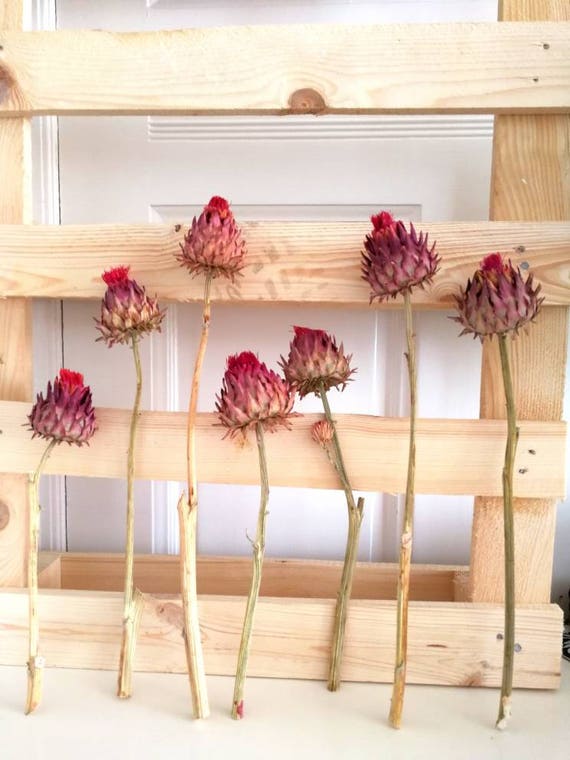 Dried Artichoke Flowers dried artichoke heads Floral