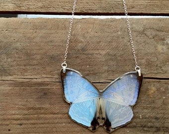 Real Morpho Sulkowski statement necklace- a whole iridescent morpho butterfly in resin, sterling silver bails and 18" sterling chain