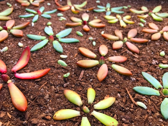 15 succulent leaves for propagation of succulent rosettes 15 succulent leaves for propagation of succulent rosettes