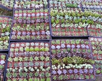 100 Assorted Succulent Plants 2 inch pot !! Great for wedding party favors