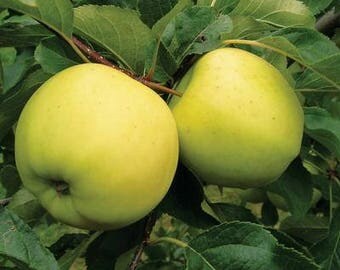 Luna Semi-Dwarf Apple Tree 5-6 Foot
