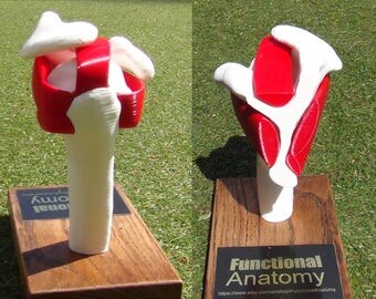 Sylised rotator cuff model