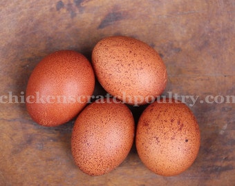 Blown Eggs, Lovely Brown Spotted Eggs, Eggs With Spots, Hand blown Eggs, Real Eggs, Chicken Eggs, Craft Eggs