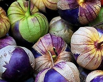 10 Seeds Purple Tomatillo-Physalis ixocarpa- Beautiful purple fruit