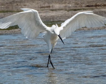 Taking a Bow - Snowy Egret