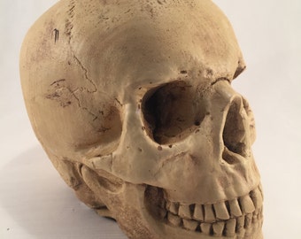 Items similar to Real Human Skull, Anatomy Photography, 8x12 Fine Art