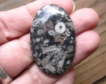 Crinoid Fossil Cabochon Oval