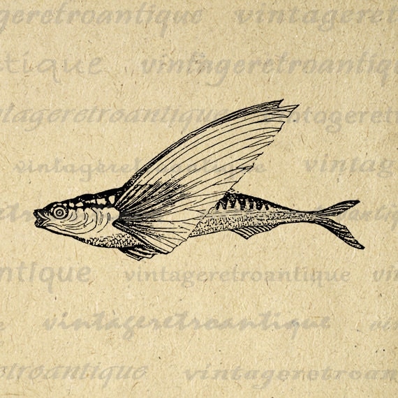 clipart flying fish - photo #33