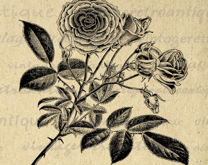 Flower Printable Graphic Download Antique Image Beautiful Digital Vintage Clip Art Jpg Png Eps HQ 300dpi No.116