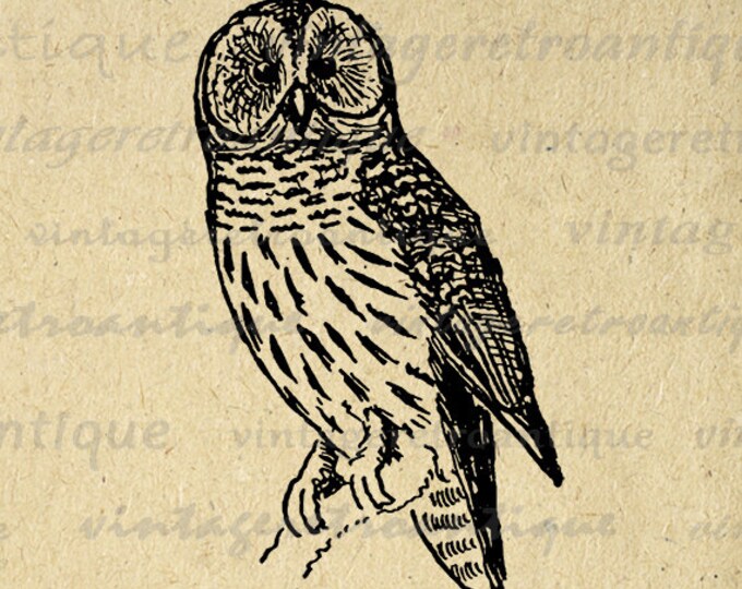 Digital Owl Graphic Image Antique Illustration Printable Bird Download T-Shirts Jpg Png Eps HQ 300dpi No.1014