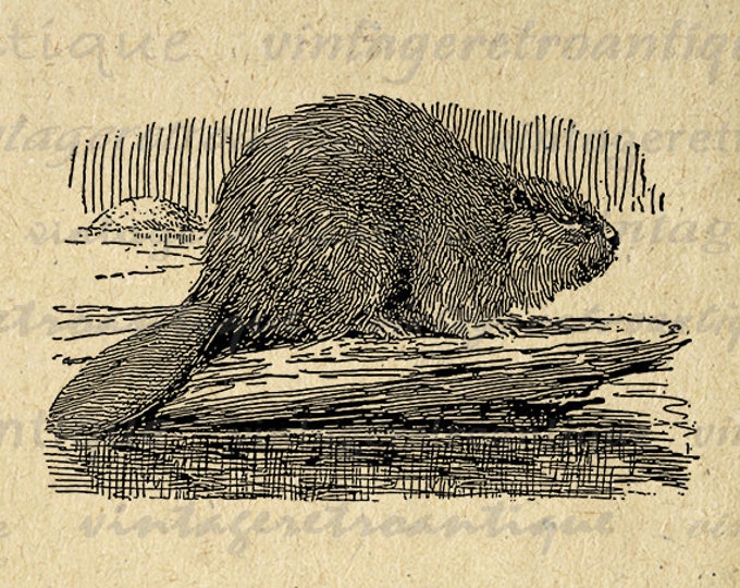 Digital Graphic Canadian Beaver Image Illustration Download Printable Vintage Clip Art Jpg Png Eps HQ 300dpi No.3050