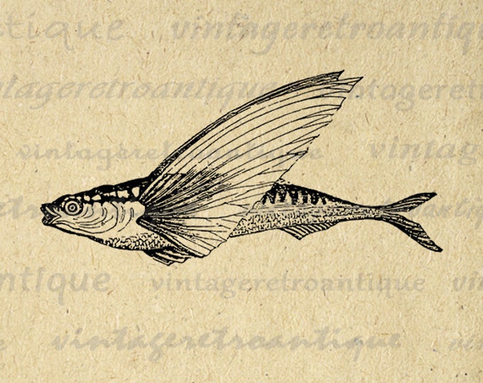 Digital Flying Fish Graphic Image Antique Fish Illustration Printable Download Vintage Clip Art Jpg Png Eps HQ 300dpi No.3870