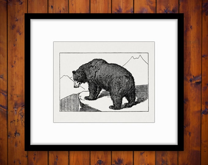 Grizzly Bear Illustration Printable Image Graphic Download Digital Vintage Clip Art Jpg Png Eps HQ 300dpi No.2633