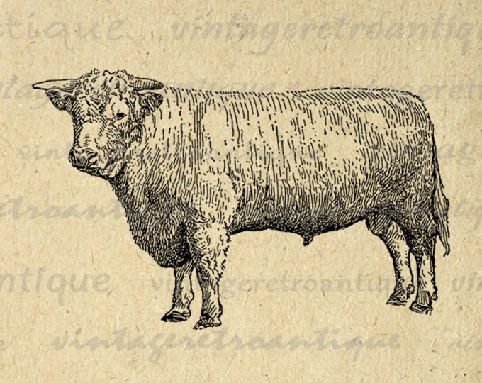 Digital Image Champion Shorthorn Bull Download Cow Illustration Printable Graphic Vintage Clip Art Jpg Png Eps HQ 300dpi No.3111