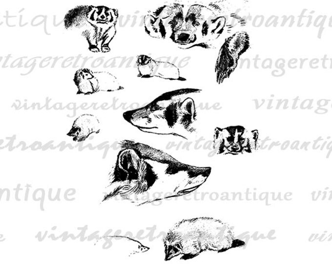 Badger Collection Digital Image Download Printable Graphic Vintage Clip Art Jpg Png Eps HQ No.1181