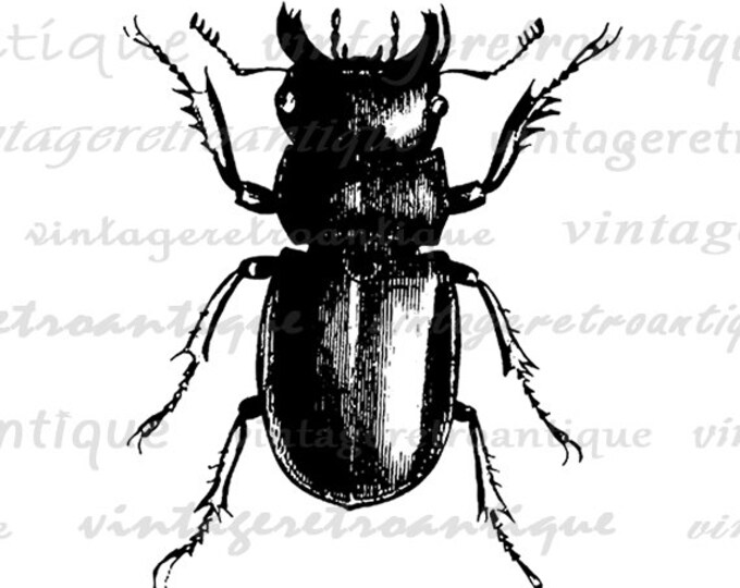 Digital Printable Beetle Download Insect Graphic Bug Illustration Image Antique Clip Art Jpg Png Eps HQ 300dpi No.3208