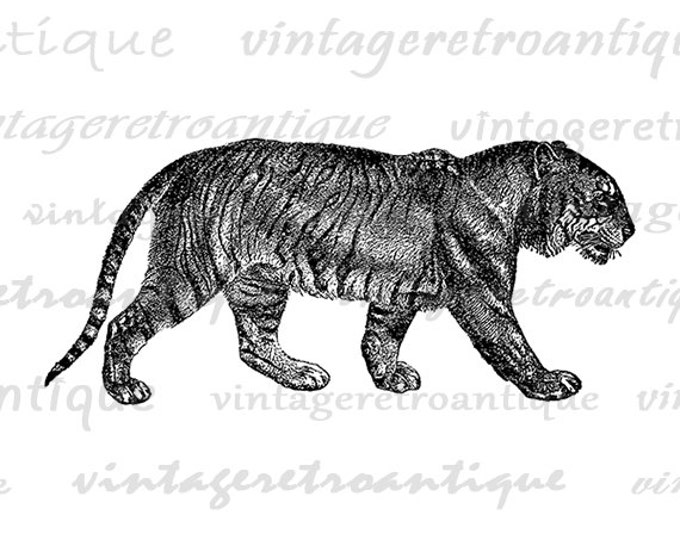 Printable Image Bengal Tiger Digital Download Illustration Graphic Vintage Clip Art Jpg Png Eps HQ 300dpi No.2684