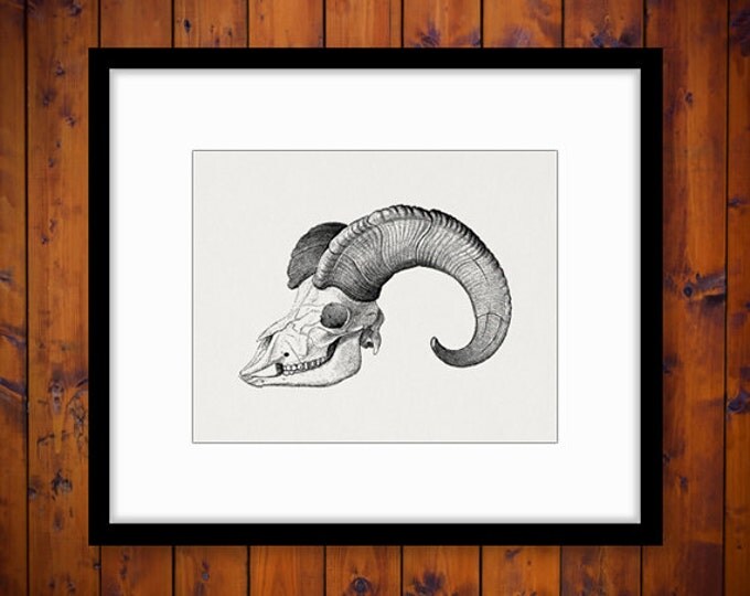 Goat Skull with Horns Printable Graphic Download Ram Digital Image Antique Clip Art Jpg Png Eps HQ 300dpi No.558