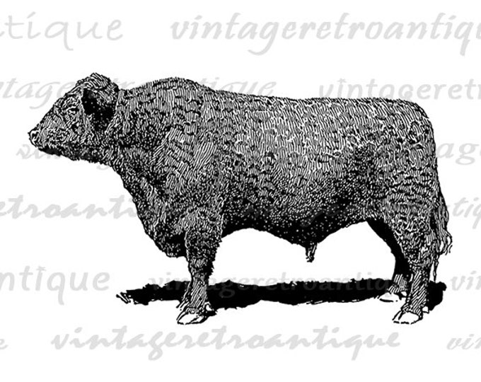 Digital Image Galloway Bull Cow Graphic Printable Download Vintage Clip Art for Transfers Making Prints etc HQ 300dpi No.3552