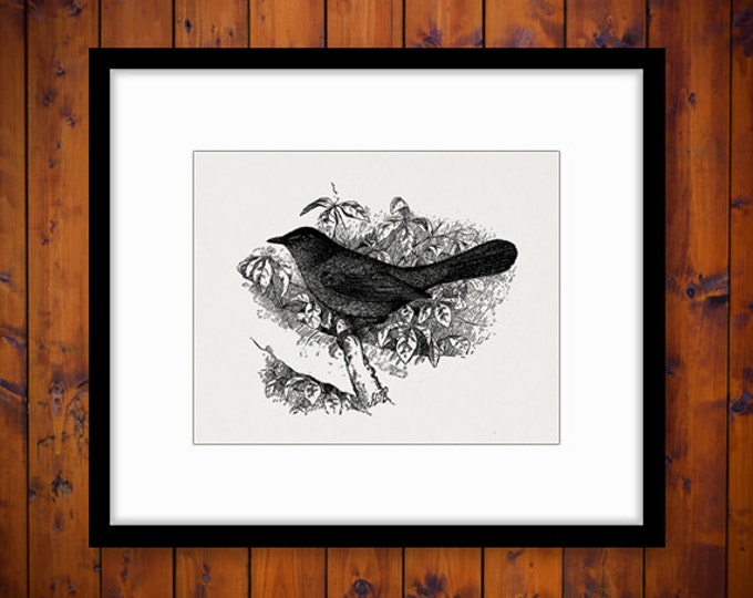 Printable Bird Image Download Antique Illustration Graphic Digital Vintage Clip Art Jpg Png Eps HQ 300dpi No.1052