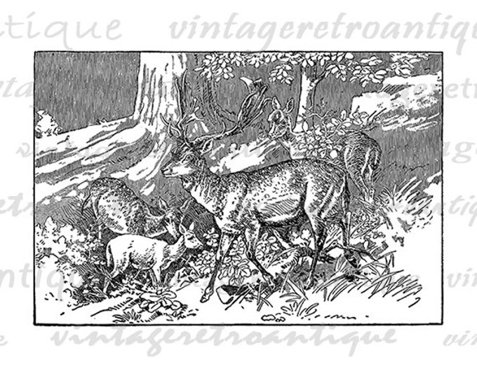 Digital Antique Deer Artwork Printable Image Deer Illustration Download Graphic Vintage Clip Art Jpg Png Eps HQ 300dpi No.2609