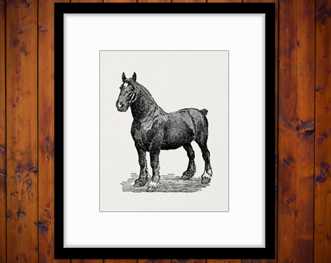 Shire Stallion Horse Printable Image Graphic Illustration Digital Download Vintage Clip Art Jpg Png Eps HQ 300dpi No.3168