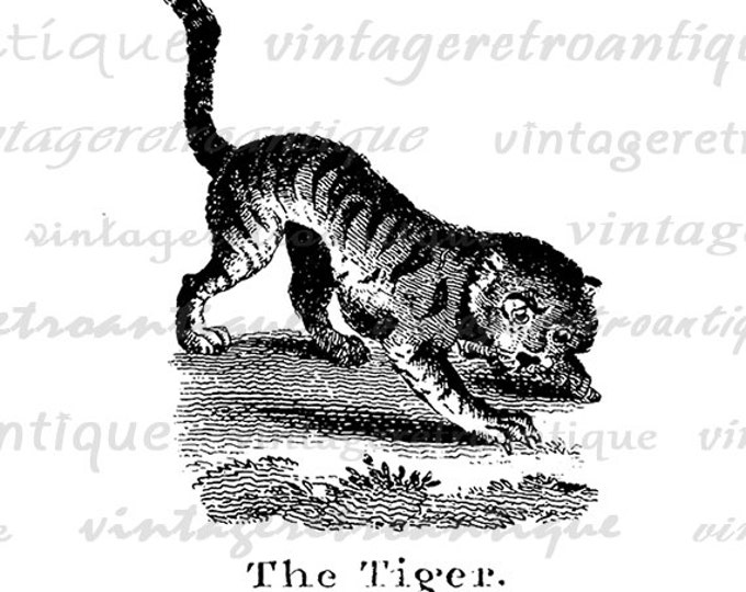 Printable Digital Antique Tiger Illustration Graphic Cat Artwork Image Download Vintage Clip Art for Transfers HQ 300dpi No.933