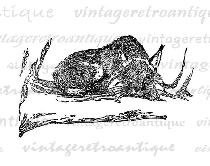 Bobcat Antique Graphic Digital Download Cat Image Printable Jpg Png Eps HQ 300dpi No.495