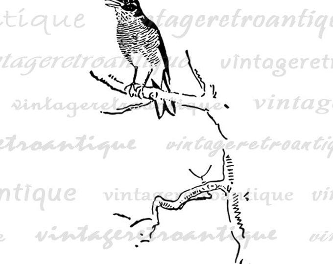 Bird on Tree Branch Graphic Digital Download Printable Image Vintage Clip Art Jpg Png Eps HQ 300dpi No.849